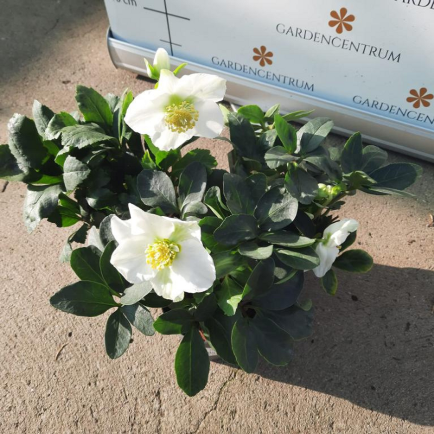 Helleborus niger - Fekete hunyor