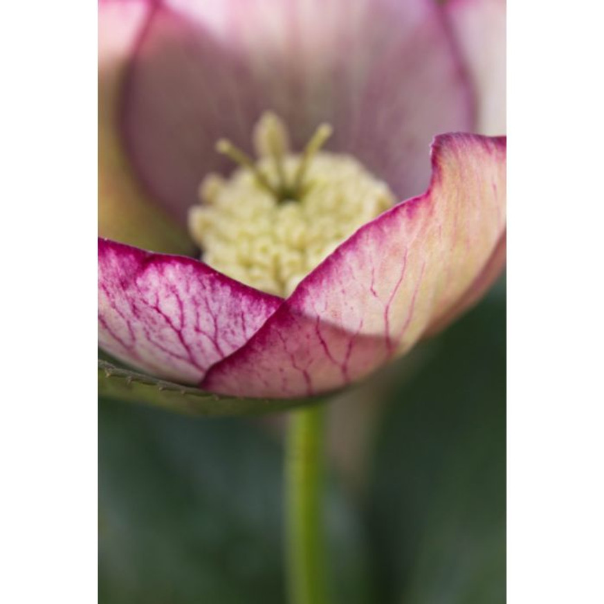 Helleborus orientalis MIX CS13 - Keleti hunyor Helleborus orientalis MIX CS13 - Keleti hunyor