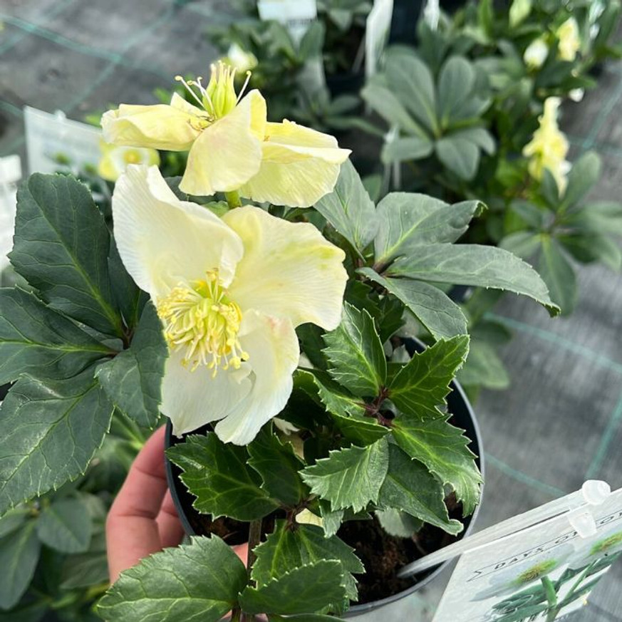 Helleborus niger - Fekete hunyor