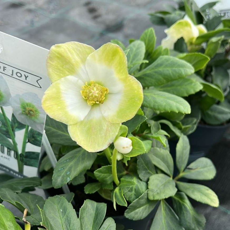 Helleborus niger - Fekete hunyor
