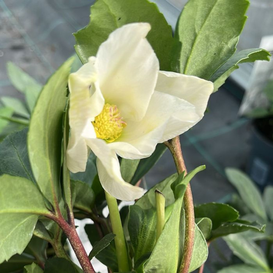 Helleborus niger - Fekete hunyor