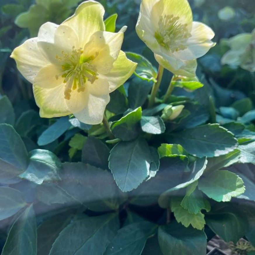 Helleborus niger - Fekete hunyor
