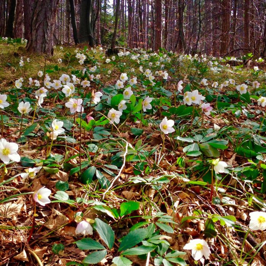 Helleborus niger - Fekete hunyor