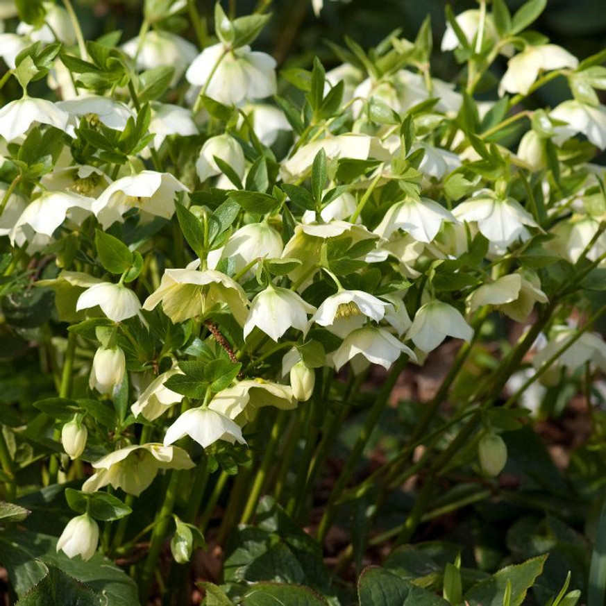 Helleborus niger - Fekete hunyor