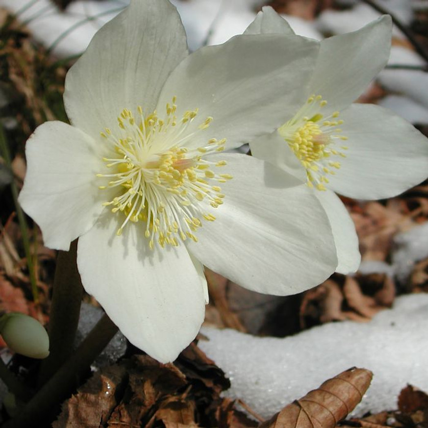 Helleborus niger - Fekete hunyor
