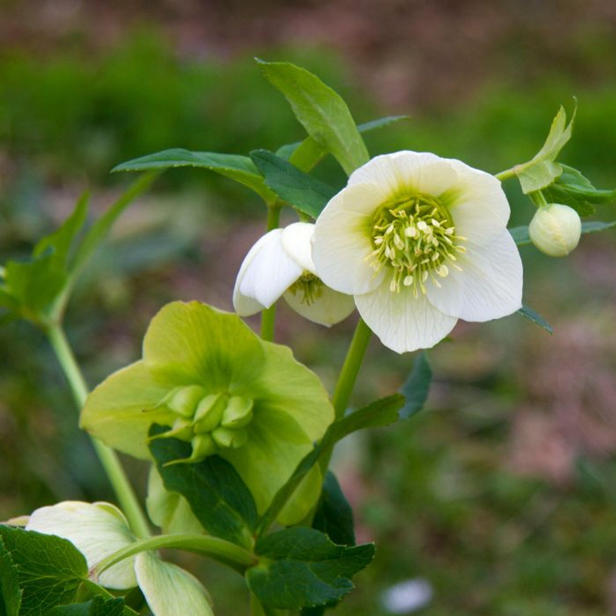 Helleborus niger - Fekete hunyor