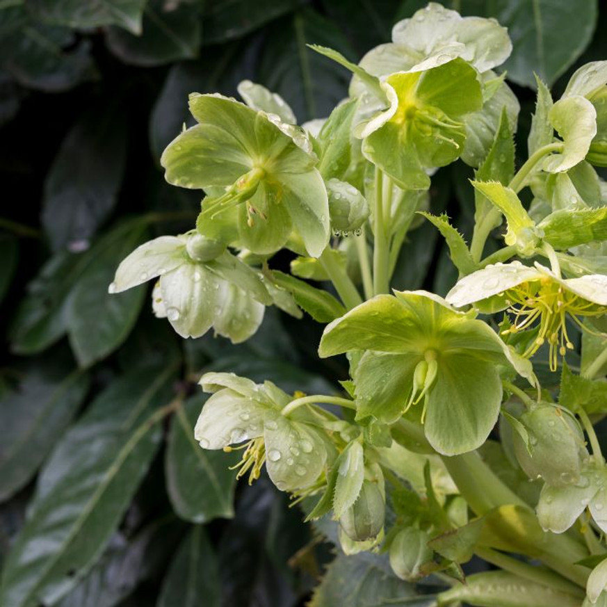 Helleborus niger - Fekete hunyor