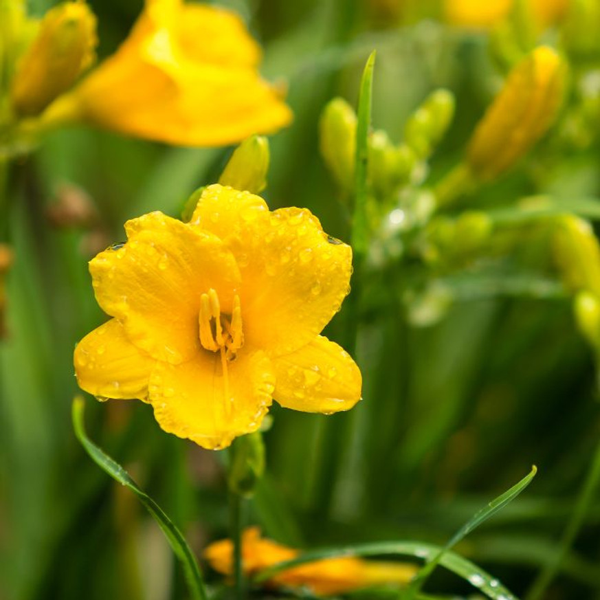 Hemerocallis Stella de Oro - Sárga törpe sásliliom