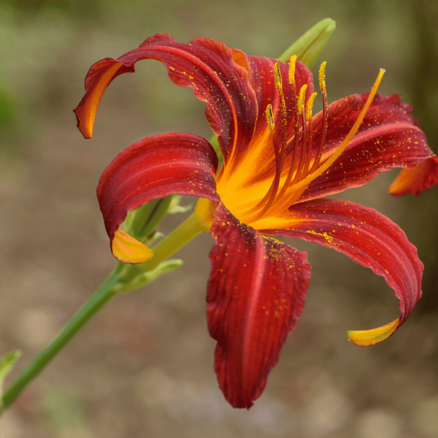 Hemerocallis Crimson Pirate - Piros sásliliom