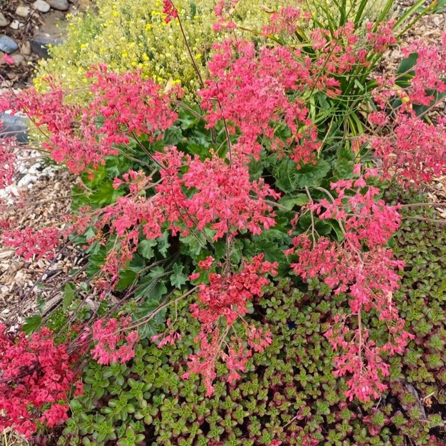 Heuchera sanguinea Leuchtkafer - Tűzeső Heuchera sanguinea Leuchtkafer - Tűzeső