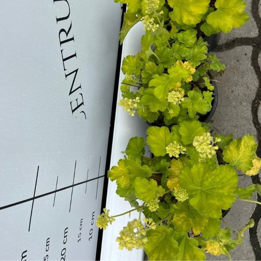 Heuchera sp - Limezöld tűzeső
