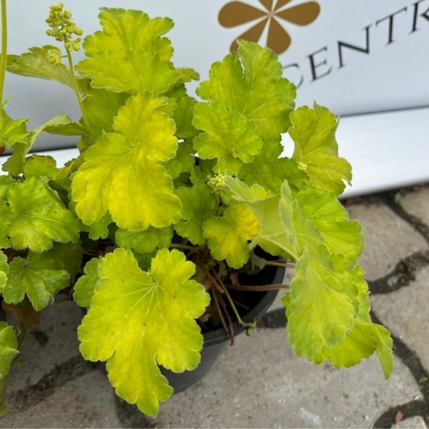 Heuchera sp - Limezöld tűzeső