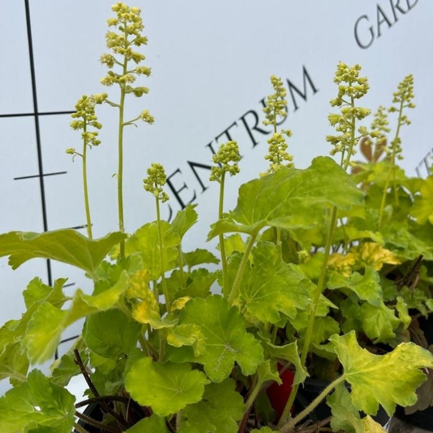 Heuchera sp - Limezöld tűzeső