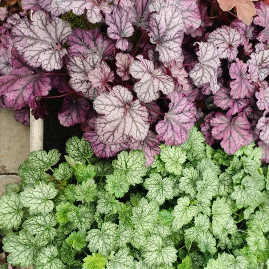 Heuchera sp - Ezüstlevelű tűzeső Heuchera sp - Ezüstlevelű tűzeső