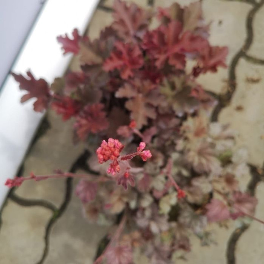 Heuchera sp - Ezüstlevelű tűzeső Heuchera sp - Ezüstlevelű tűzeső