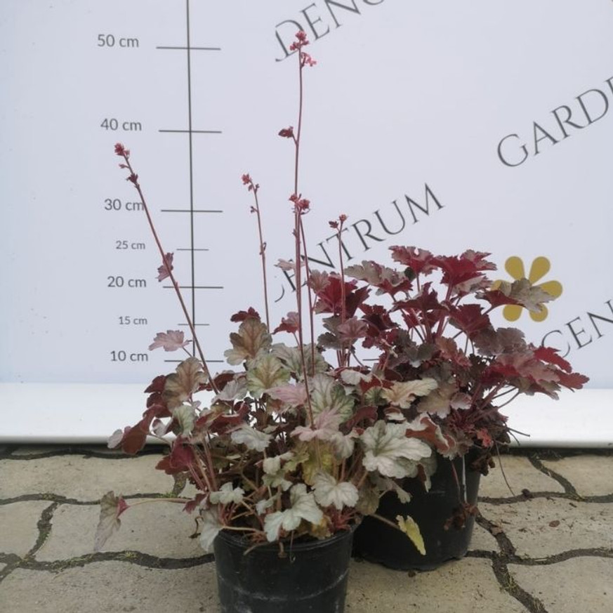 Heuchera sp - Ezüstlevelű tűzeső Heuchera sp - Ezüstlevelű tűzeső