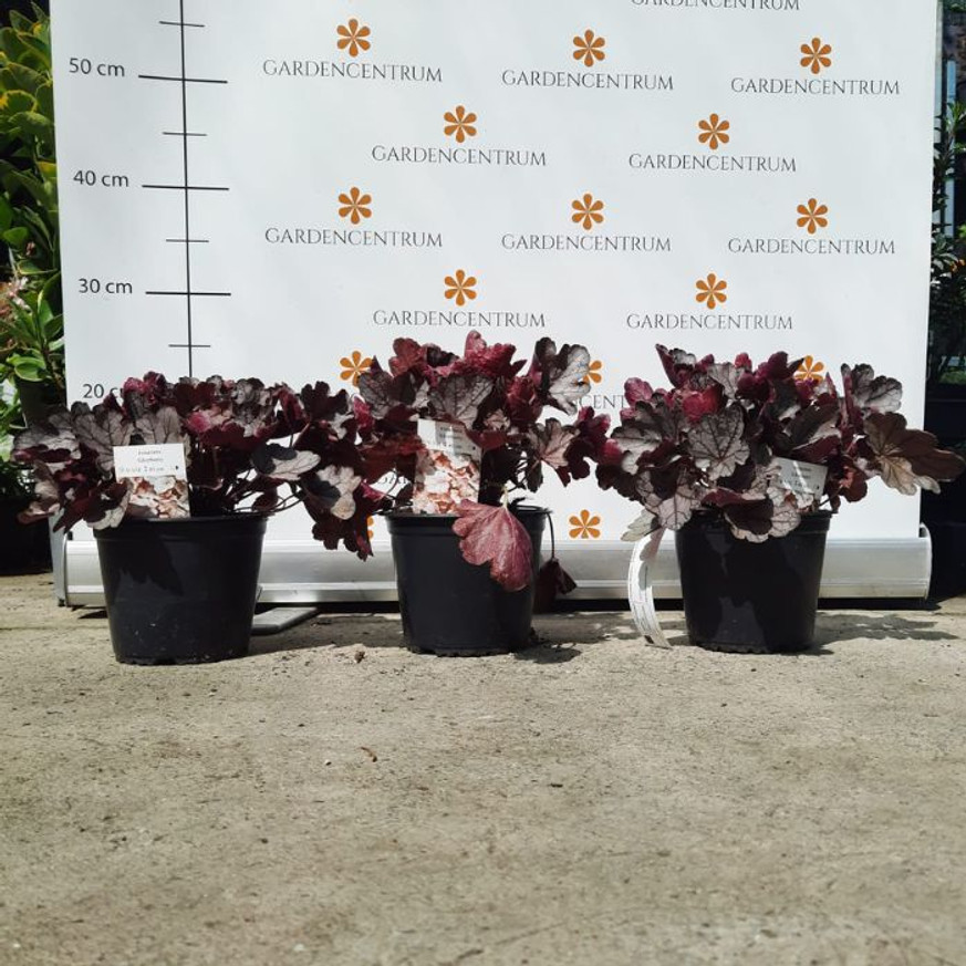 Heuchera sp - Ezüstlevelű tűzeső Heuchera sp - Ezüstlevelű tűzeső