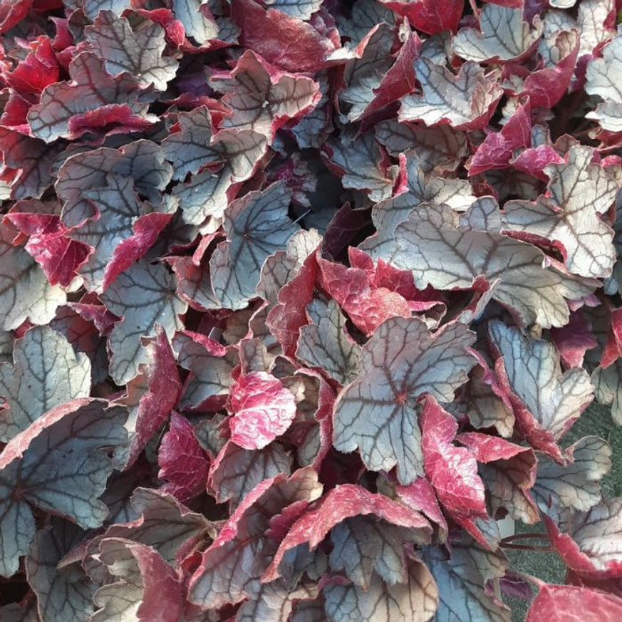 Heuchera sp - Ezüstlevelű tűzeső Heuchera sp - Ezüstlevelű tűzeső