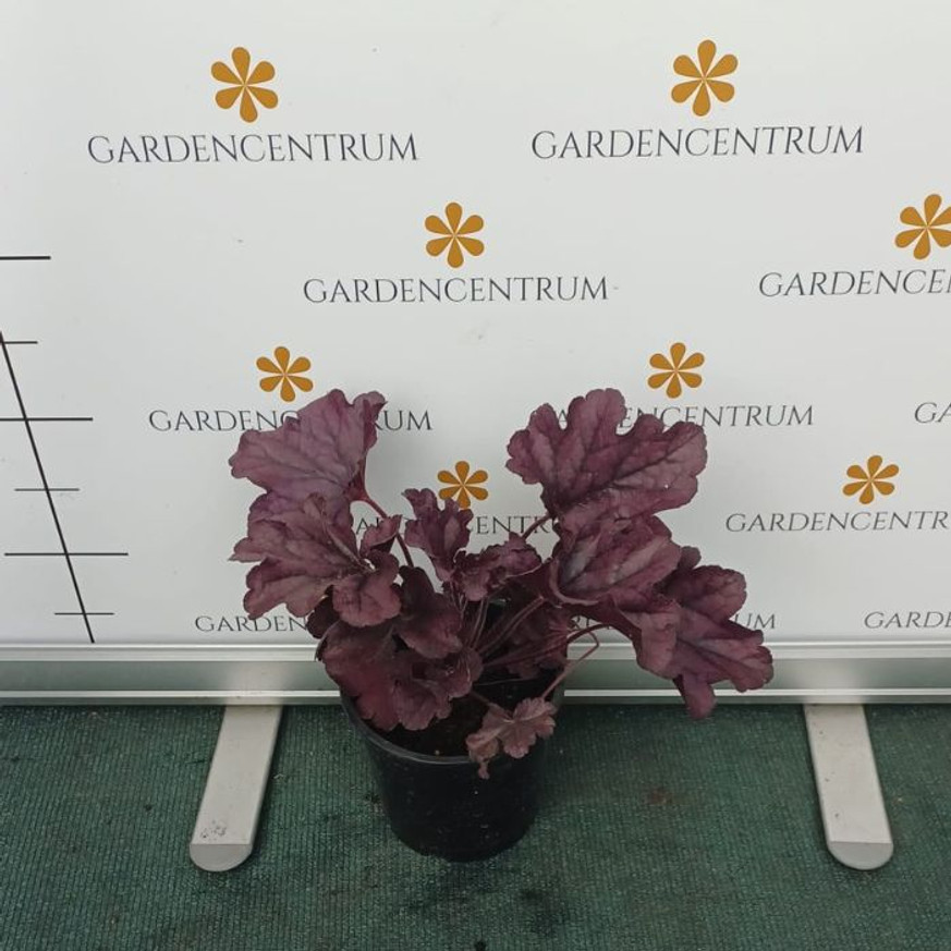 Heuchera micrantha - Vörös levelű tűzeső