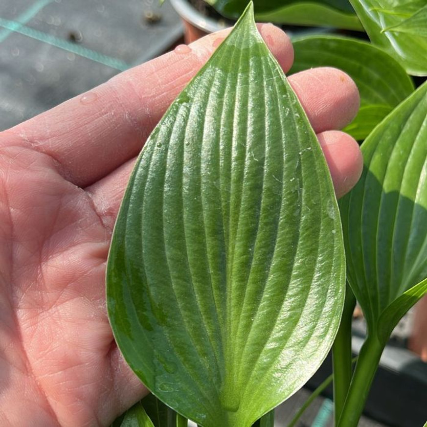 Hosta Devon Green CS14 - Árnyékliliom