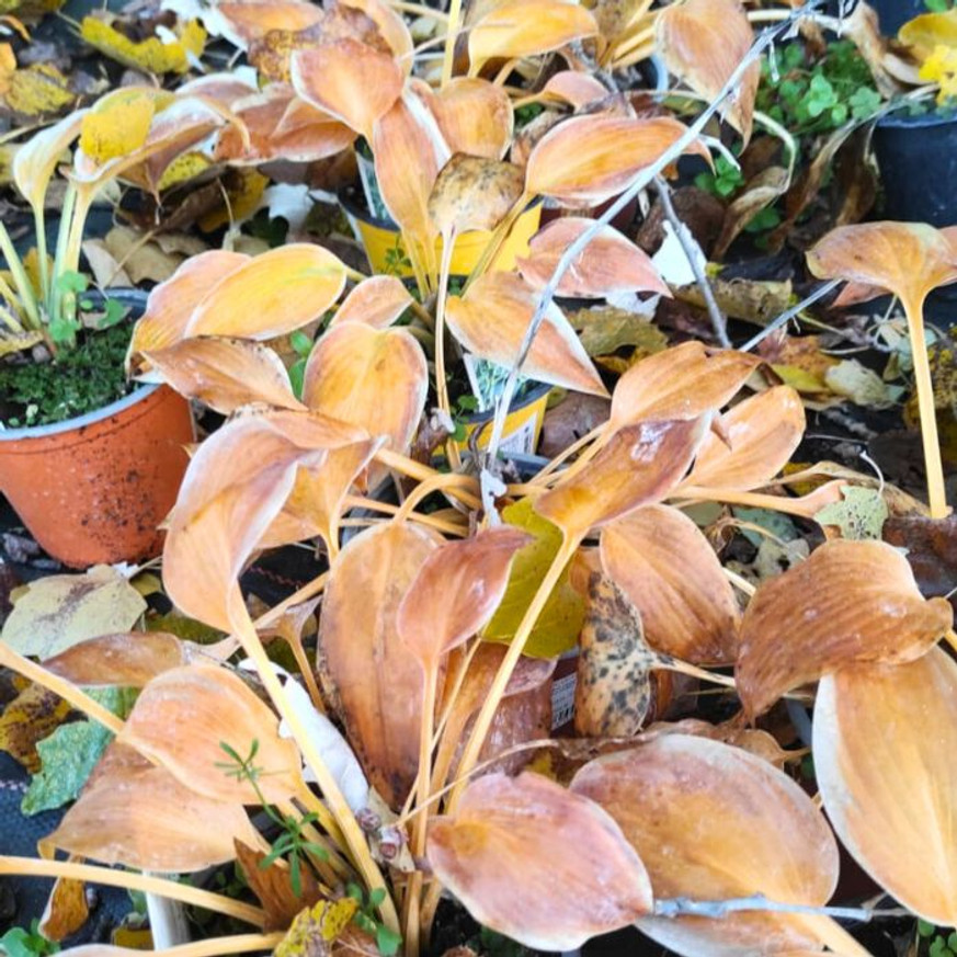 Hosta Devon Green CS14 - Árnyékliliom
