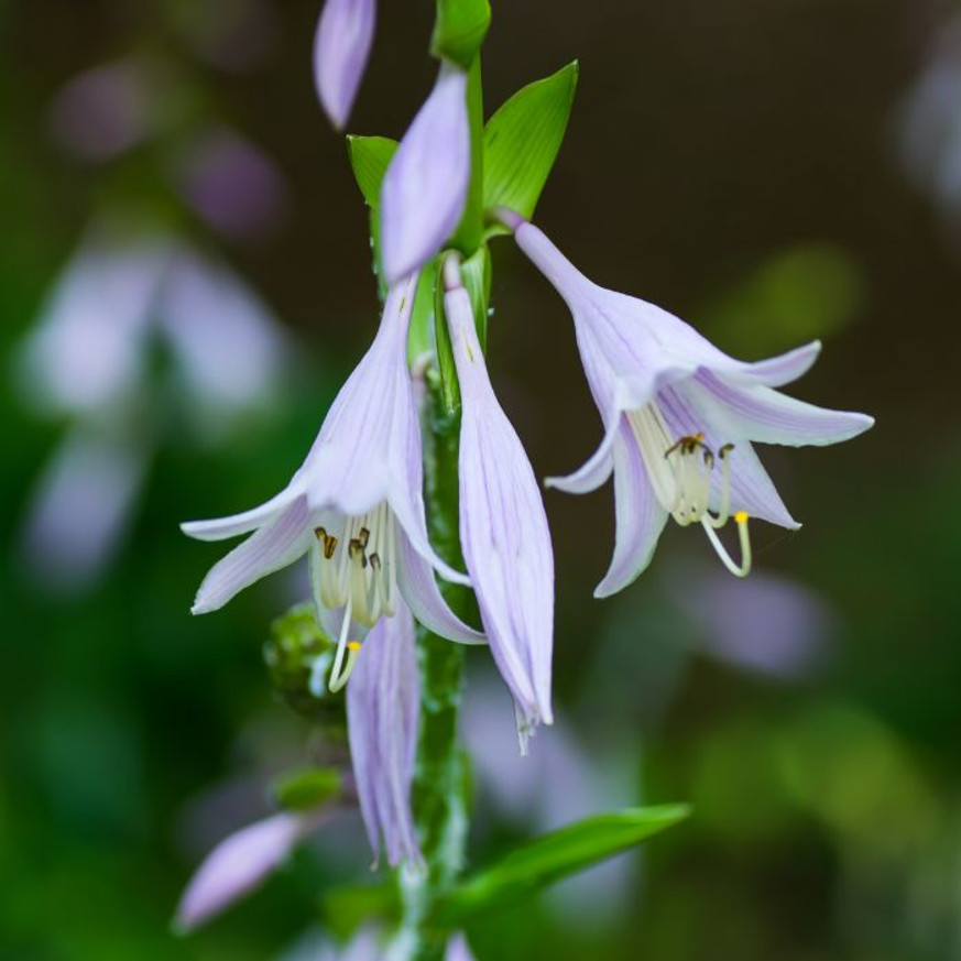 Hosta sieboldiana Frances Williams - Árnyékliliom Hosta sieboldiana Frances Williams - Árnyékliliom