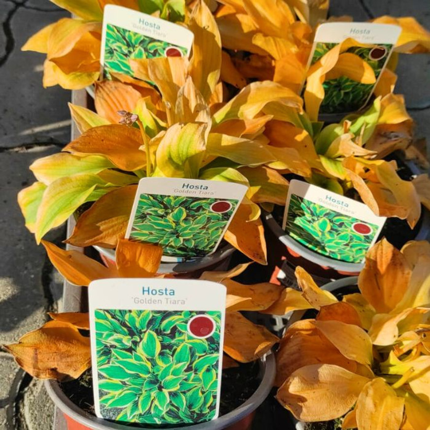 Hosta Golden Tiara CS14 - Árnyékliliom Hosta Golden Tiara CS14 - Árnyékliliom