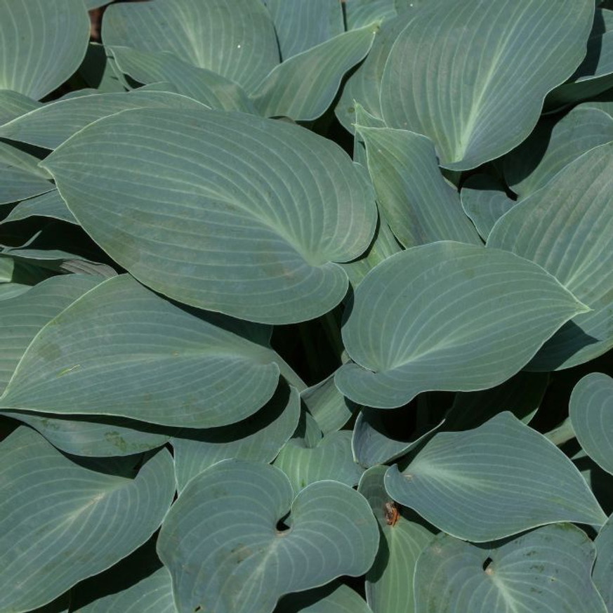 Hosta tardiana Halcyon - Árnyékliliom