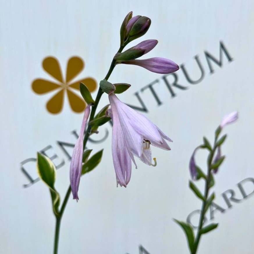 Hosta Patriot - Árnyékliliom Hosta Patriot - Árnyékliliom