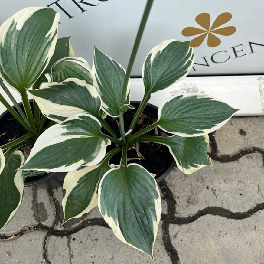 Hosta Patriot - Árnyékliliom Hosta Patriot - Árnyékliliom