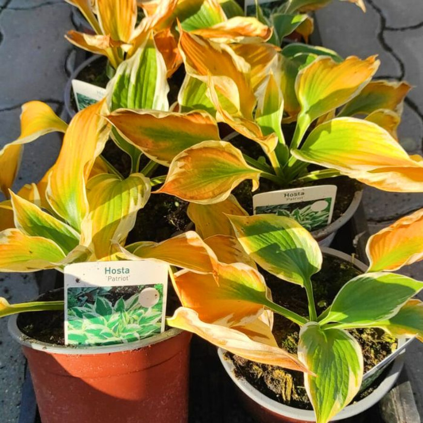 Hosta Patriot - Árnyékliliom Hosta Patriot - Árnyékliliom