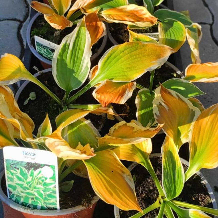 Hosta Patriot - Árnyékliliom Hosta Patriot - Árnyékliliom
