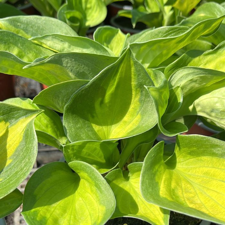 Hosta Sunset Grooves - Árnyékliliom
