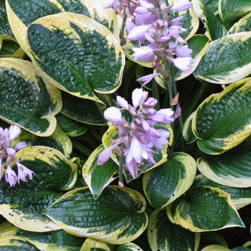Hosta Wide Brim - Árnyékliliom Hosta Wide Brim - Árnyékliliom
