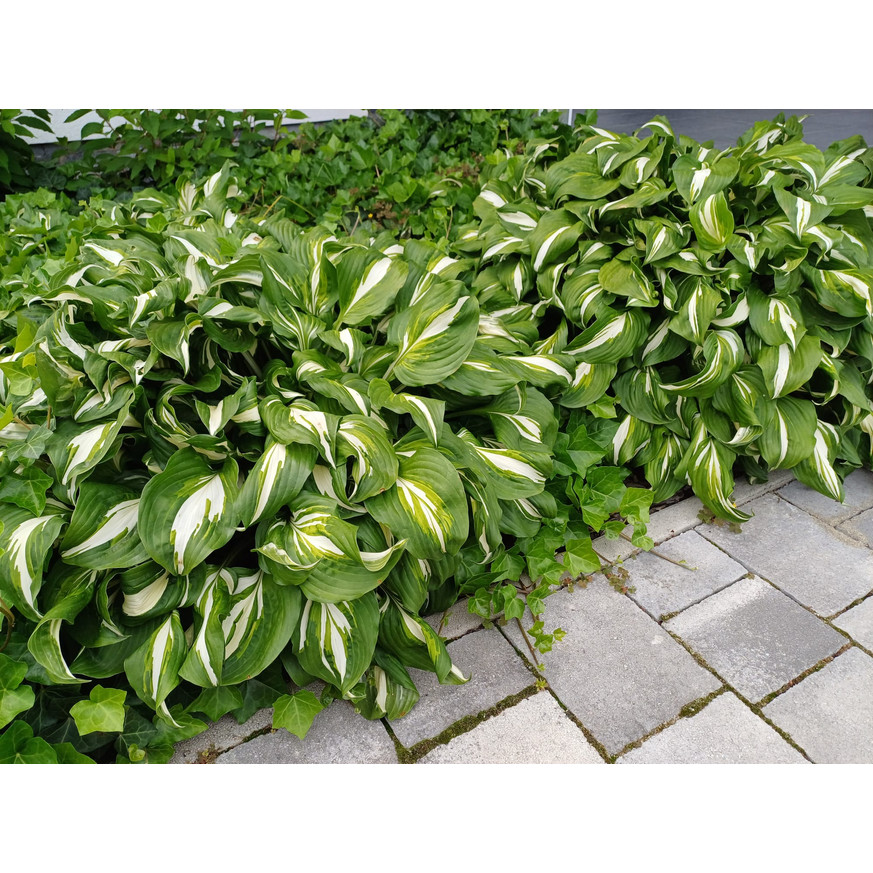 Hosta Patriot - Árnyékliliom Hosta Patriot - Árnyékliliom
