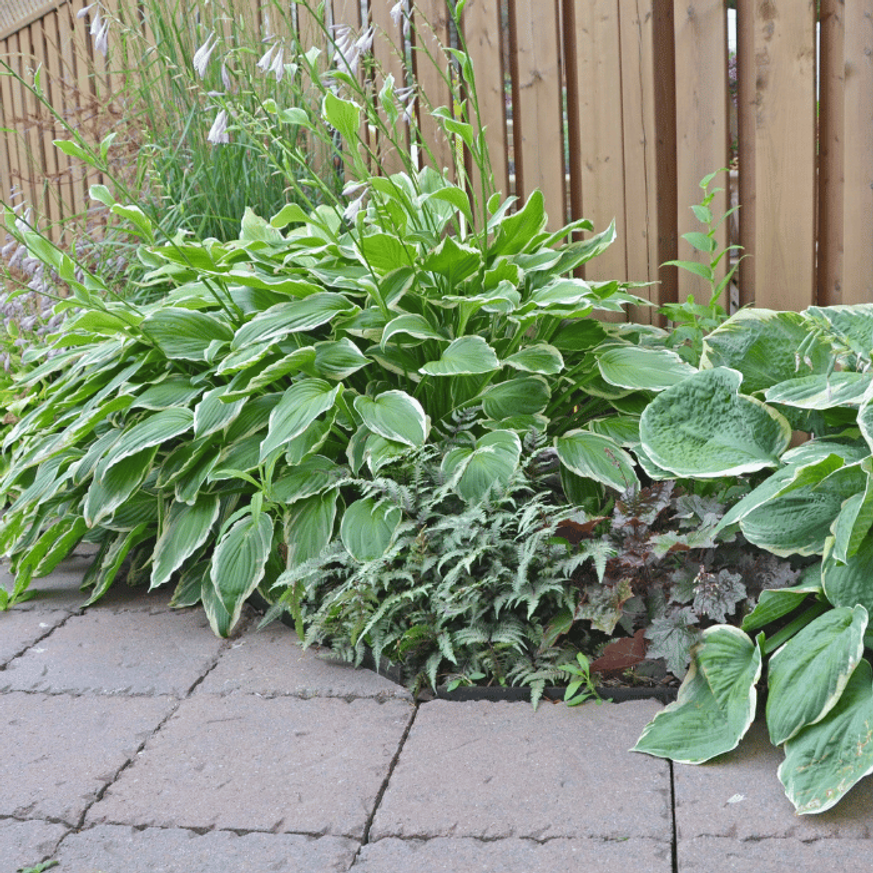 Hosta So Sweet CS14 - Árnyékliliom Hosta So Sweet CS14 - Árnyékliliom