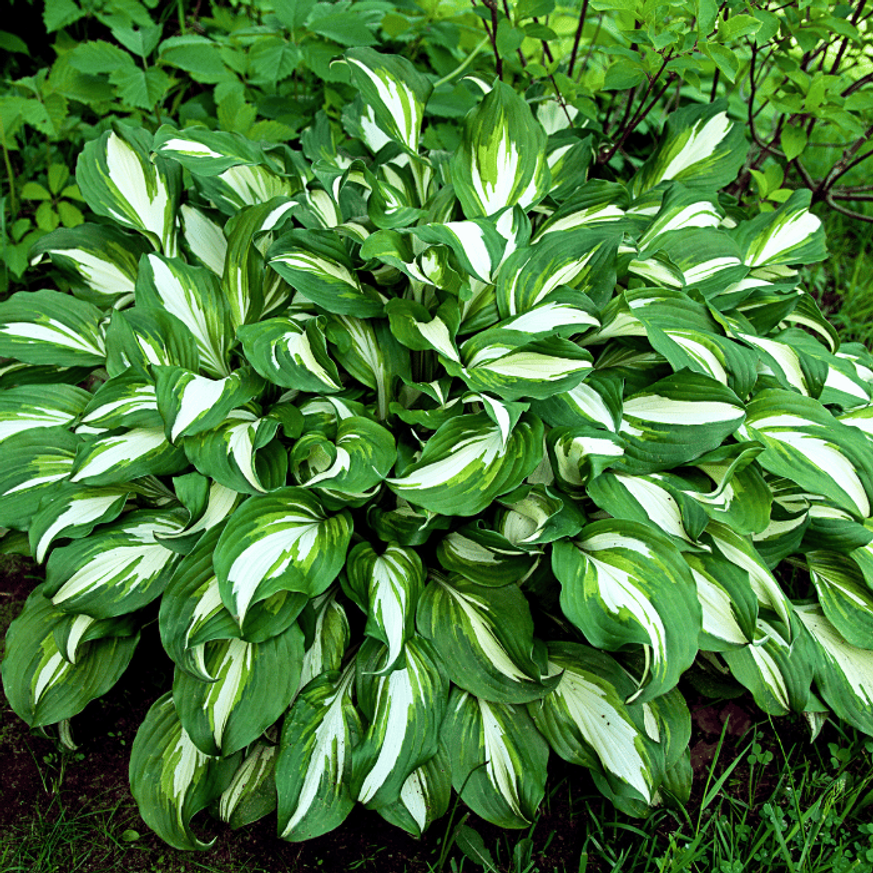 Hosta undulata Albomarginata CS14 - Árnyékliliom