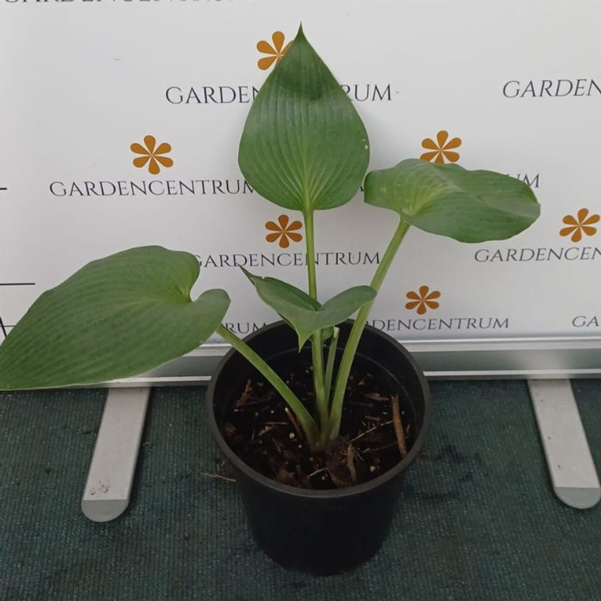 Hosta Devon Green CS14 - Árnyékliliom