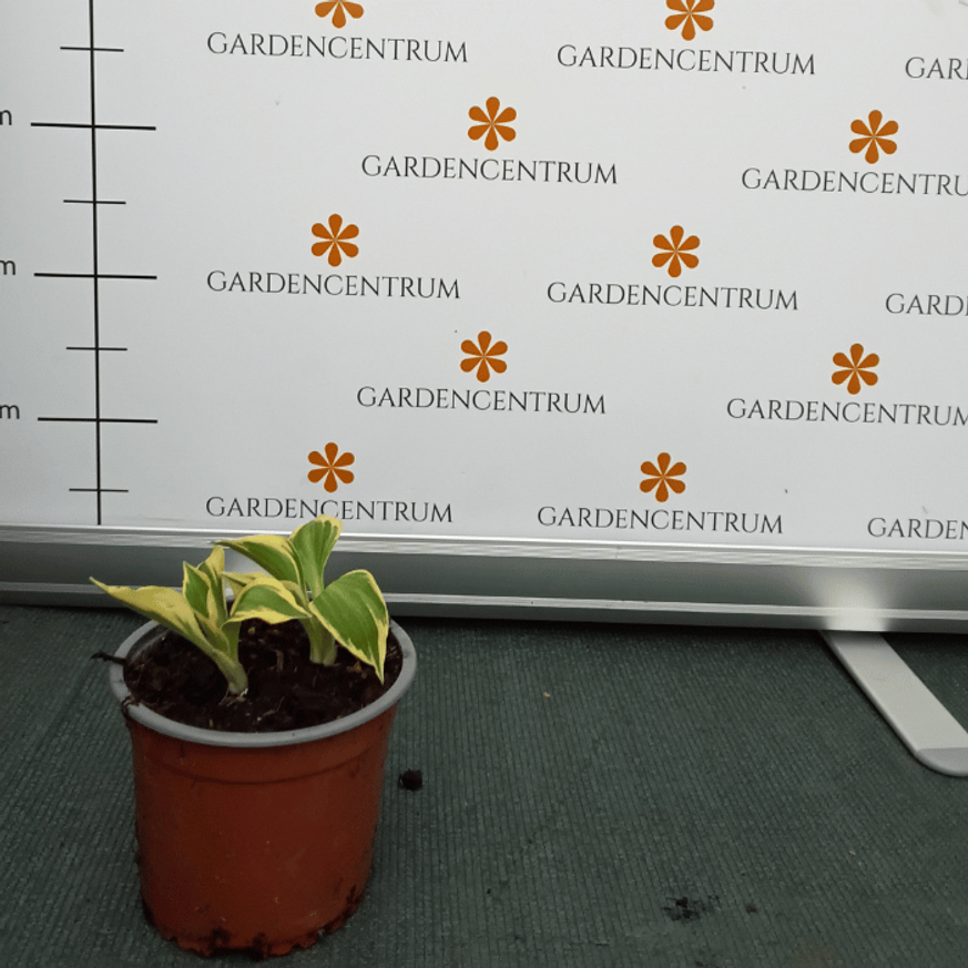 Hosta Golden Tiara CS14 - Árnyékliliom Hosta Golden Tiara CS14 - Árnyékliliom