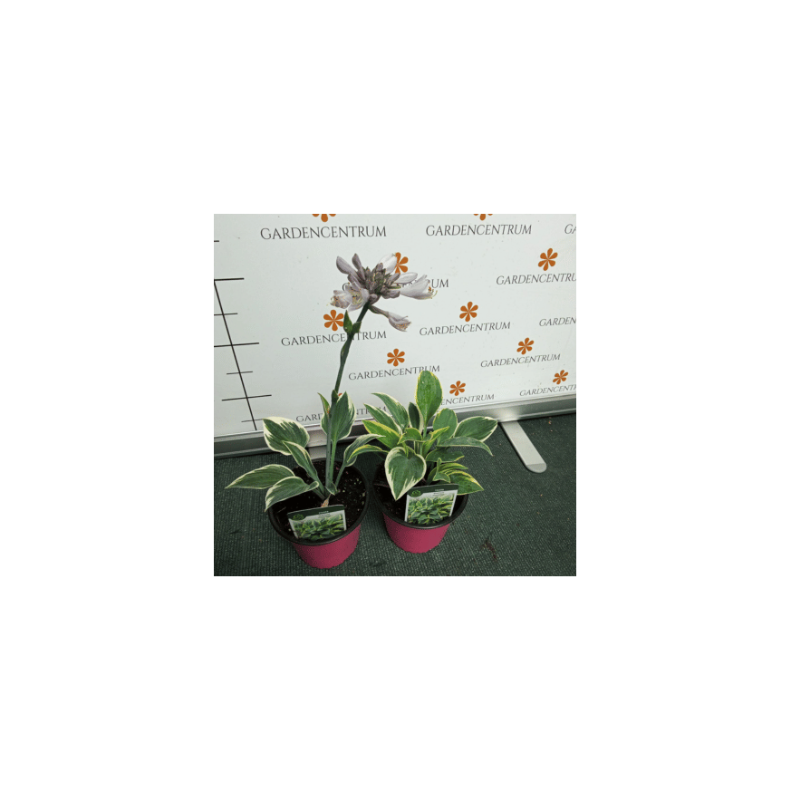 Hosta First Frost CS14 - Ezüstlevelű árnyékliliom Hosta First Frost CS14 - Ezüstlevelű árnyékliliom