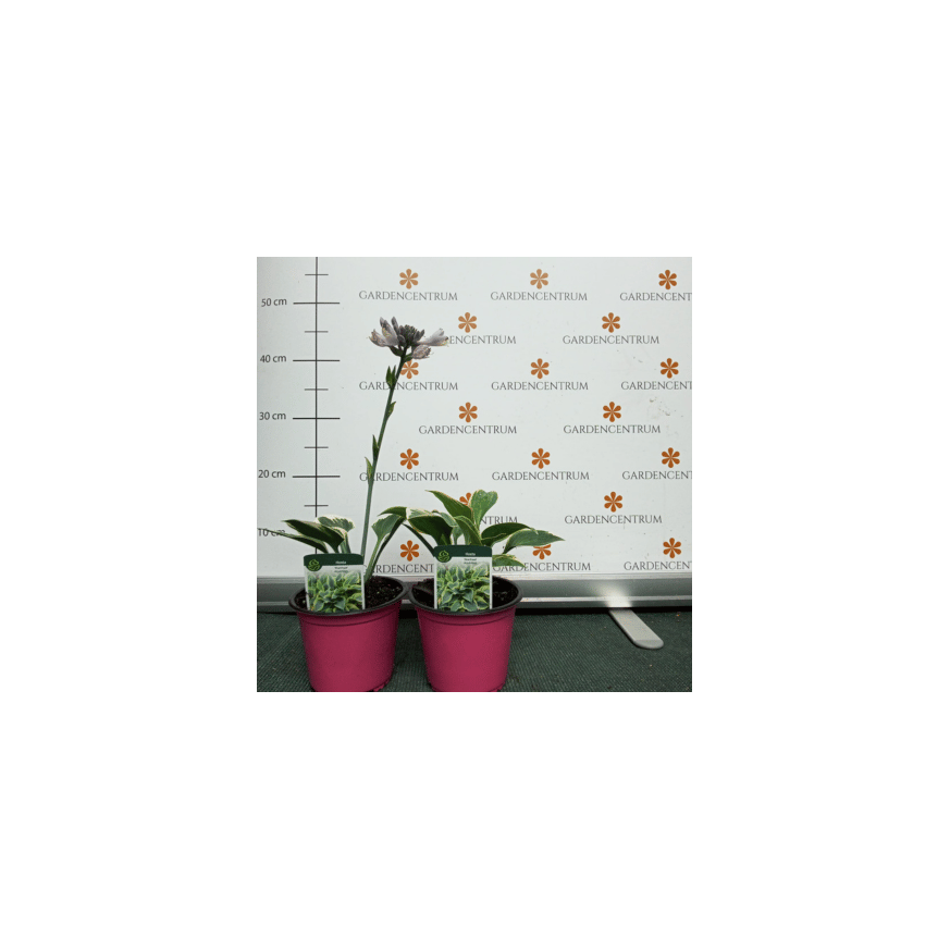 Hosta First Frost CS14 - Ezüstlevelű árnyékliliom Hosta First Frost CS14 - Ezüstlevelű árnyékliliom