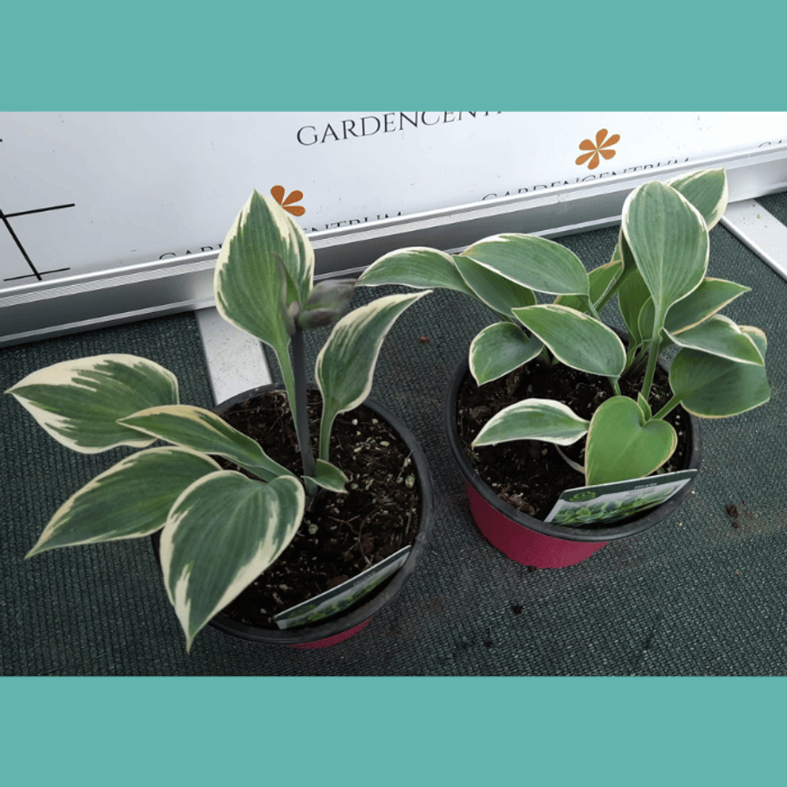 Hosta First Frost CS14 - Ezüstlevelű árnyékliliom Hosta First Frost CS14 - Ezüstlevelű árnyékliliom