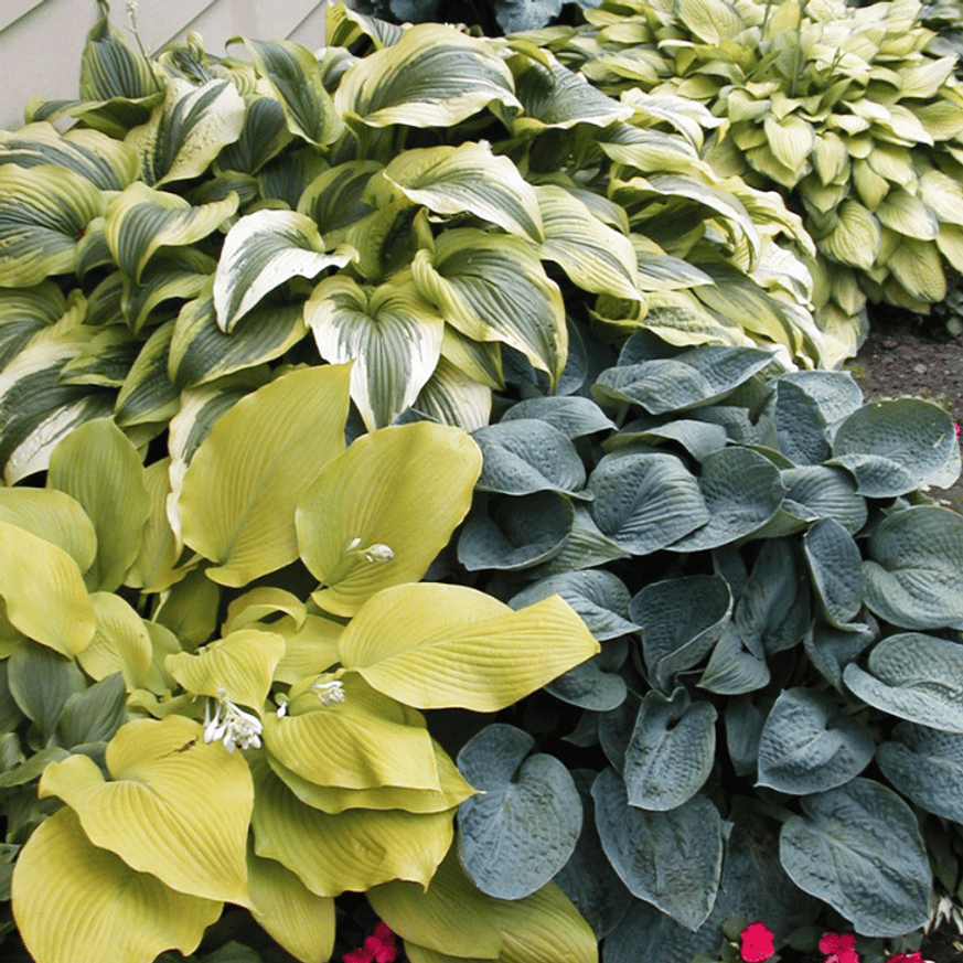Hosta First Frost CS14 - Ezüstlevelű árnyékliliom Hosta First Frost CS14 - Ezüstlevelű árnyékliliom