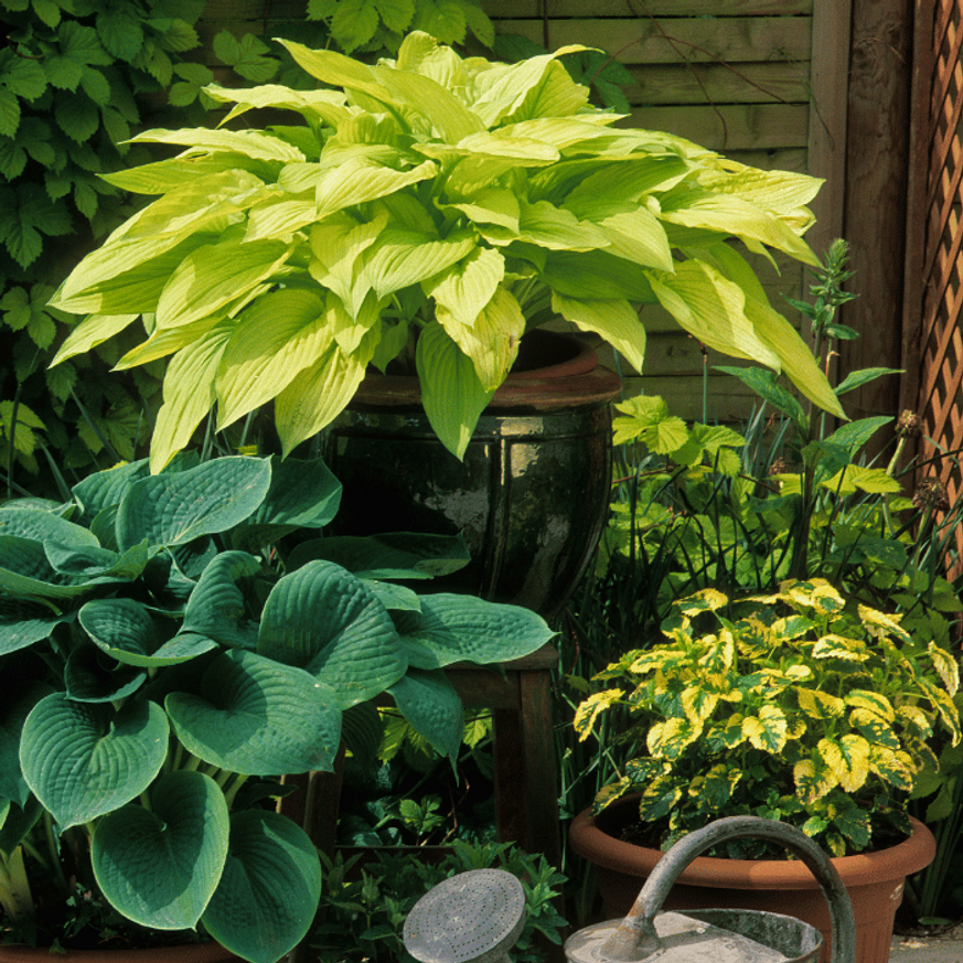 Hosta First Frost CS14 - Ezüstlevelű árnyékliliom Hosta First Frost CS14 - Ezüstlevelű árnyékliliom