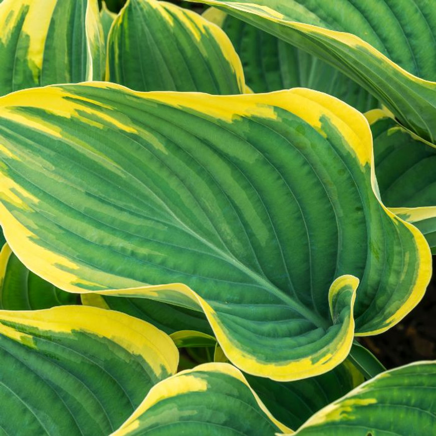 Hosta Golden Tiara CS14 - Árnyékliliom