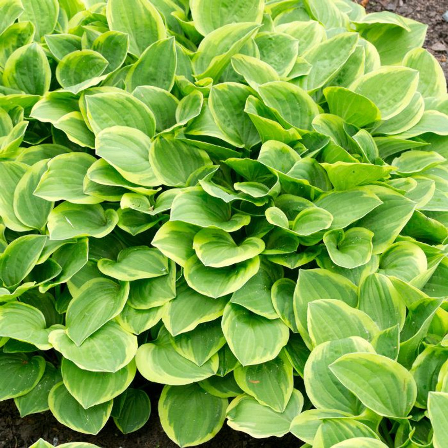 Hosta Golden Tiara CS14 - Árnyékliliom Hosta Golden Tiara CS14 - Árnyékliliom