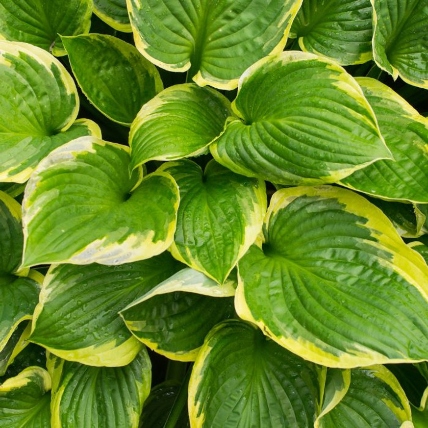 Hosta Golden Tiara CS14 - Árnyékliliom Hosta Golden Tiara CS14 - Árnyékliliom