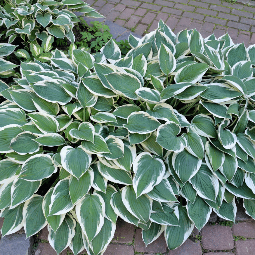 Hosta Patriot - Árnyékliliom