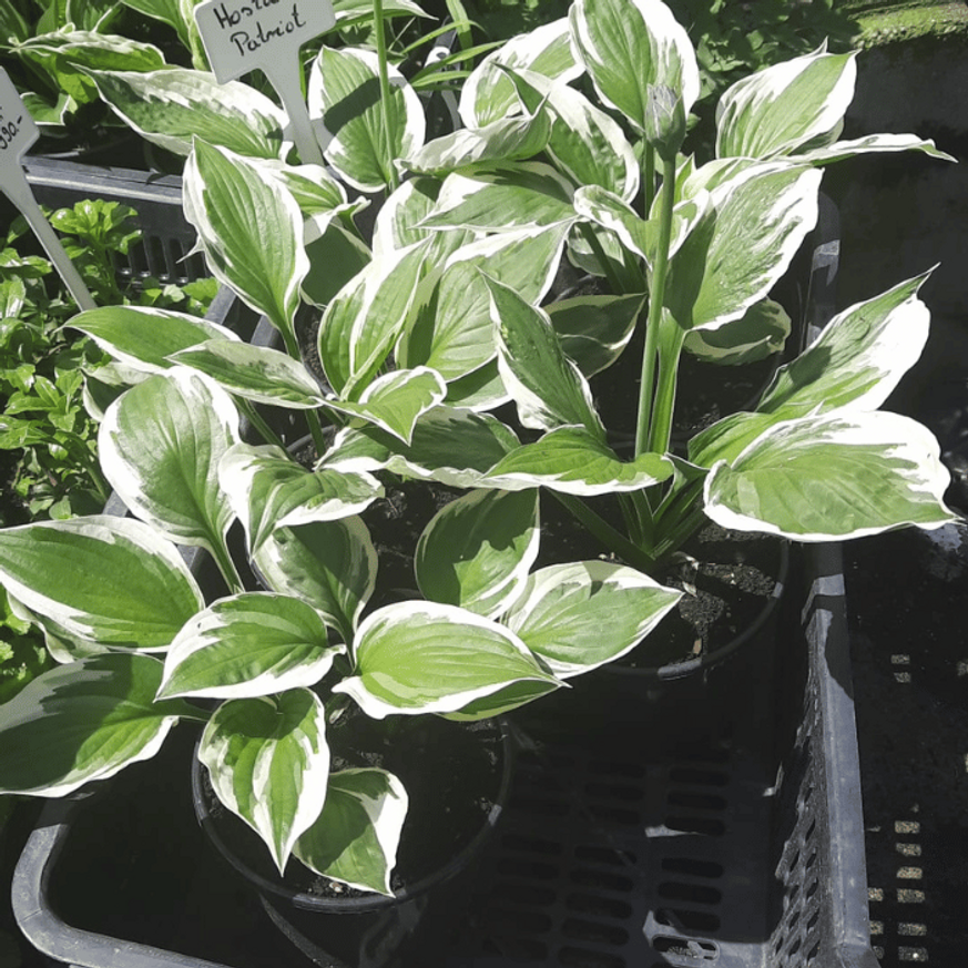 Hosta Patriot - Árnyékliliom Hosta Patriot - Árnyékliliom