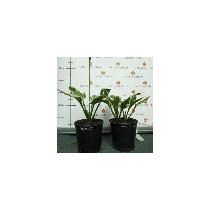 Hosta Patriot - Árnyékliliom Hosta Patriot - Árnyékliliom